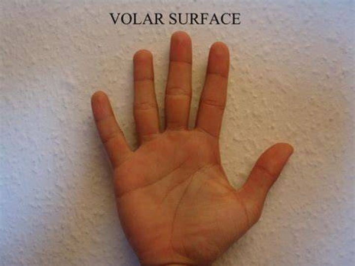 Volar surface of left hand and plantar surface of right foot of