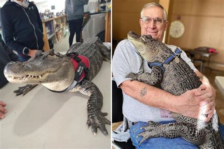 Wally, The Emotional Support ALLIGATOR, Nominated For America's