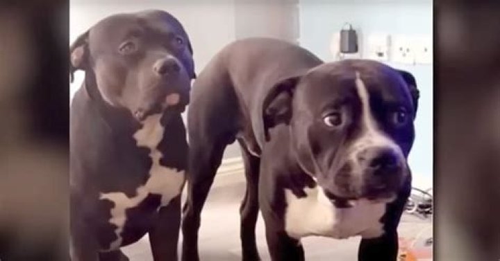 What Happened to British Dogs Marshall and Millions?