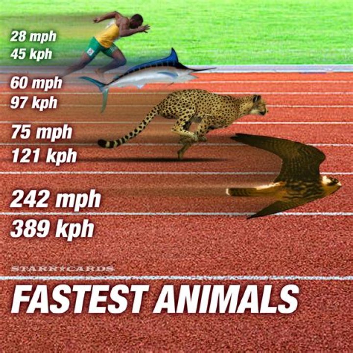 What is the fastest animal on Earth? Live Science