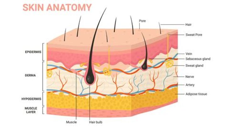 What is the largest organ in your body? The human body has 70 organs