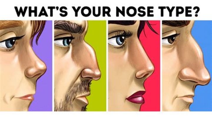 What Nose Shape Do You Have 19 Different Nose Shapes