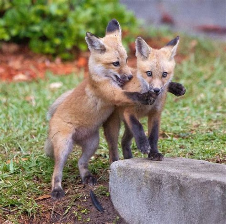 What’s a Baby Fox Called & 4 More Amazing Facts! AZ Animals