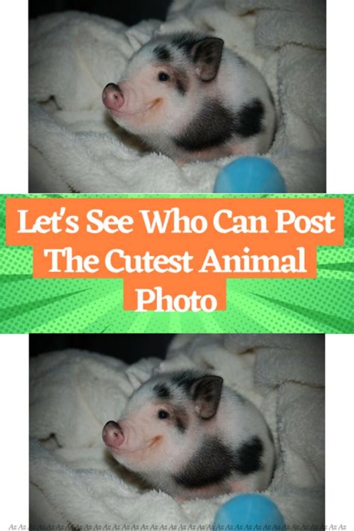 Who Can Post The Cutest Dog Picture? Bored Panda