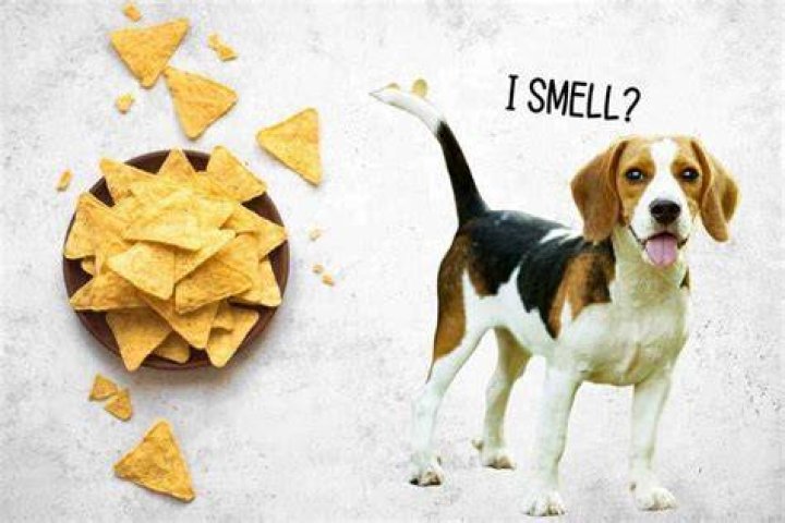 Why do Beagles smell like corn chips? (Explained!) Yolo Pooch