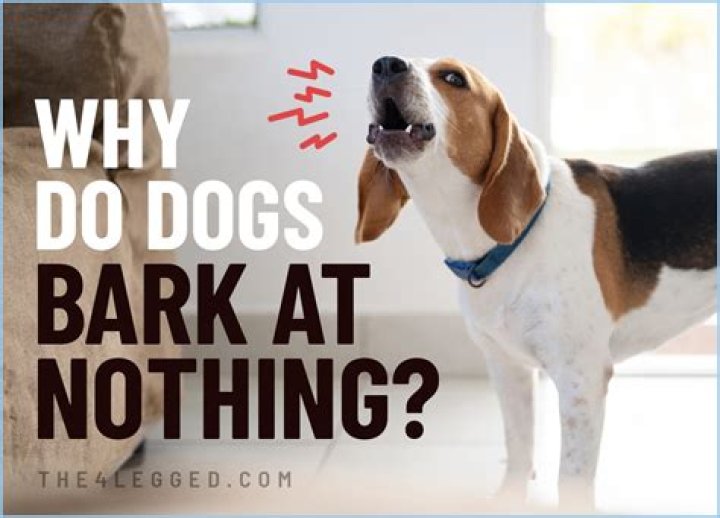 Why Do Dogs' Paws Smell Like Fritos? Here's How To Stop It The Goody Pet