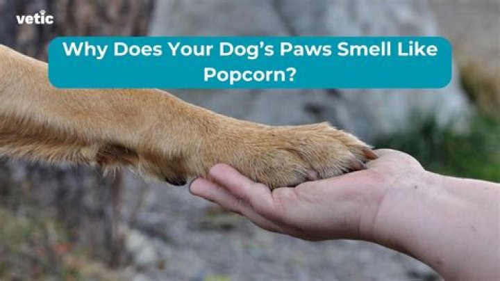 Why Your Dog&rsquo;s Paws Smell Like Corn Chips or Popcorn Pawtology