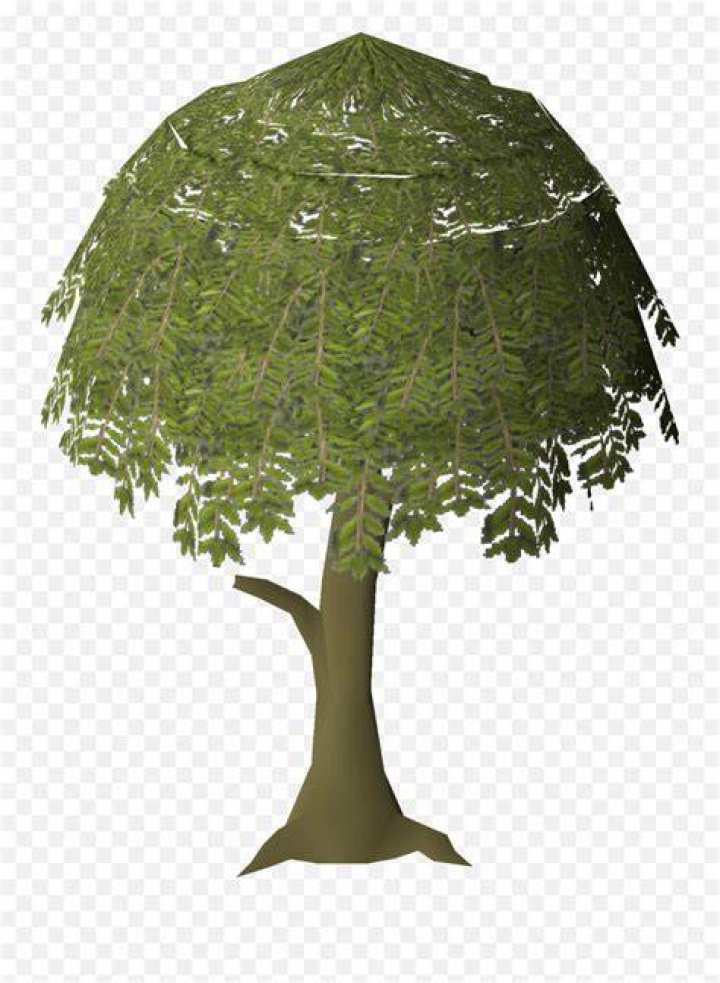 Willow OSRS Wiki