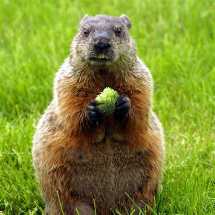 Woodchuck Covenant Wildlife