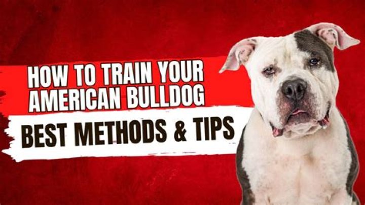 Your Guide to American Bully Training Blue Pines Bully Camp