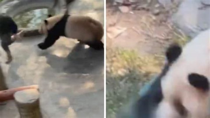 Zookeeper Makes Shocking Revelations Relating To Harambe’s Death